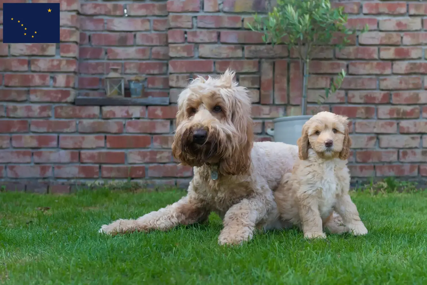 Australian Cobberdog puppies and breeders Alaska Find Australian Cobberdogs breeders in Alaska.