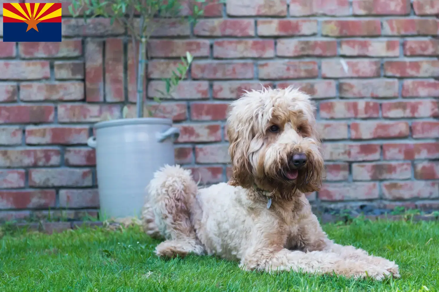 Read more about the article Australian Cobberdog breeders and puppies in Arizona