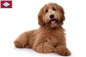 Read more about the article Australian Cobberdog breeders and puppies in Arkansas