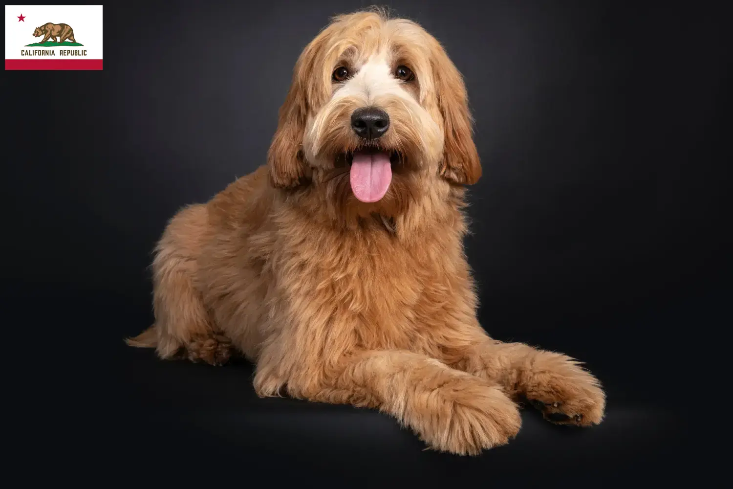 Read more about the article Australian Cobberdog breeders and puppies in California