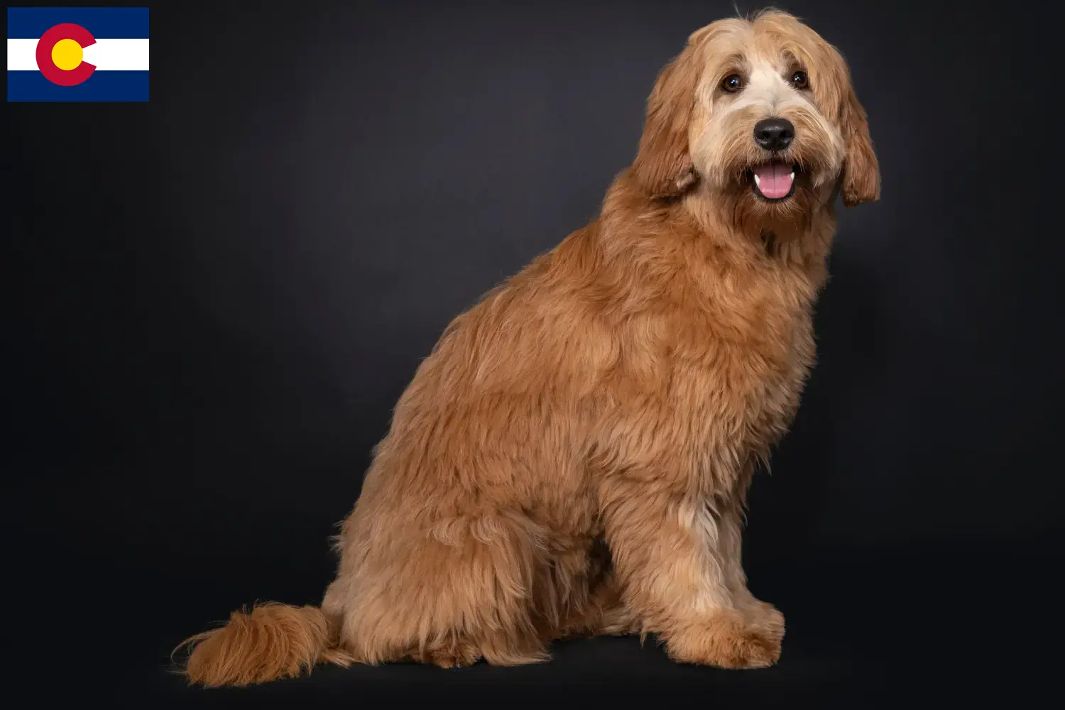 Read more about the article Australian Cobberdog breeders and puppies in Colorado