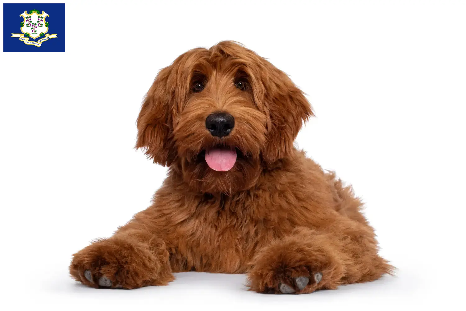 Read more about the article Australian Cobberdog breeders and puppies in Connecticut