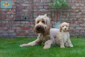 Read more about the article Australian Cobberdog breeders and puppies in Delaware