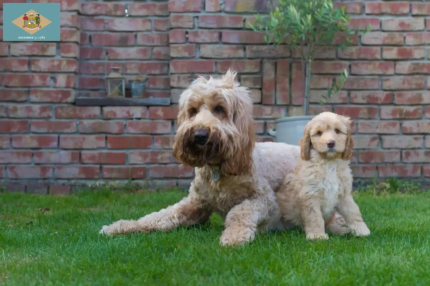 Read more about the article Australian Cobberdog breeders and puppies in Delaware