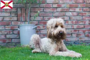 Read more about the article Australian Cobberdog breeders and puppies in Florida