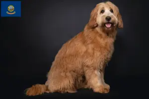 Read more about the article Australian Cobberdog breeders and puppies in Idaho