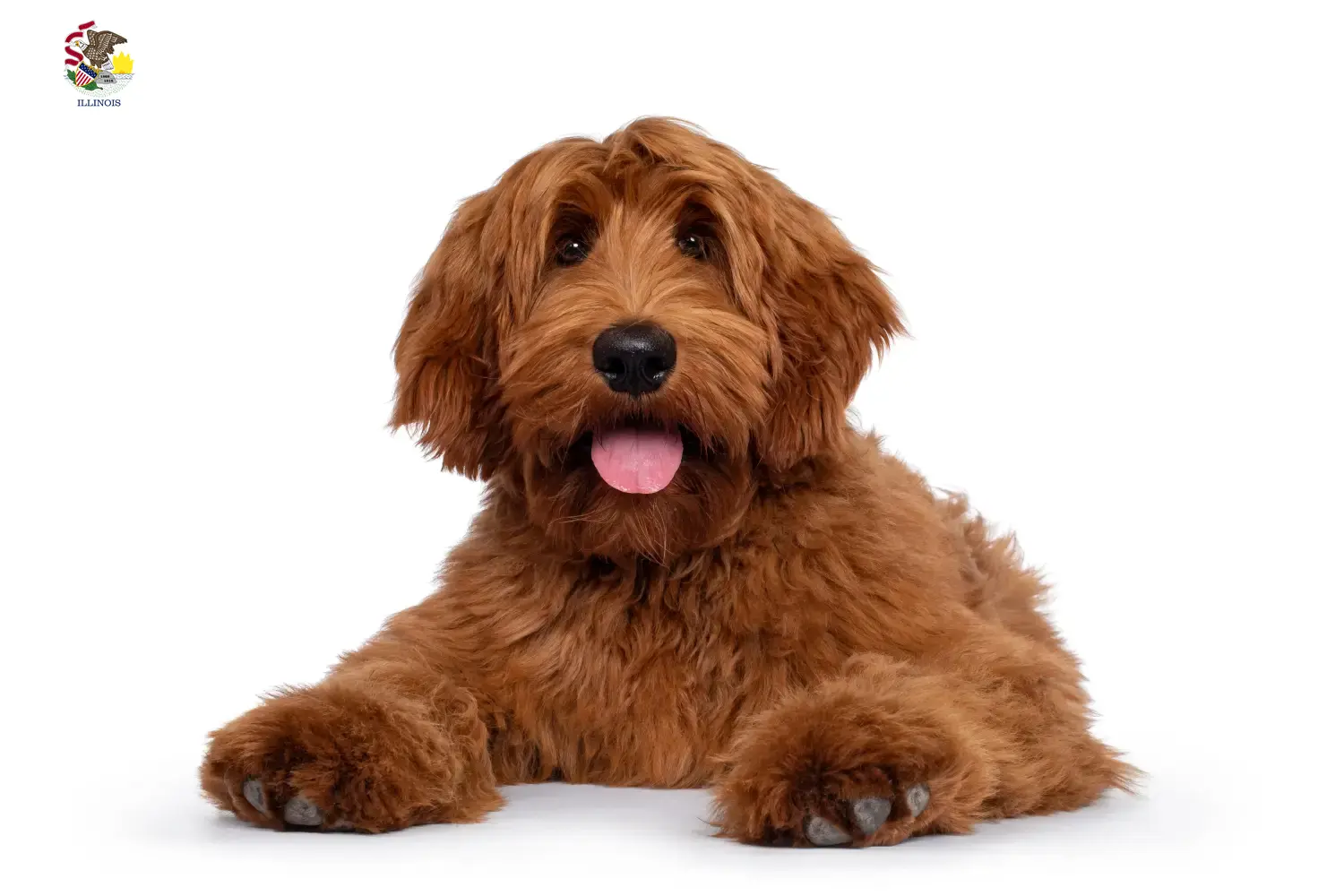 Australian Cobberdog puppies and breeders Illinois Find Australian Cobberdogs breeders in Illinois.