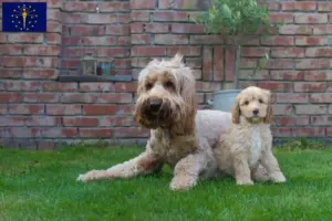 Read more about the article Australian Cobberdog breeders and puppies in Indiana
