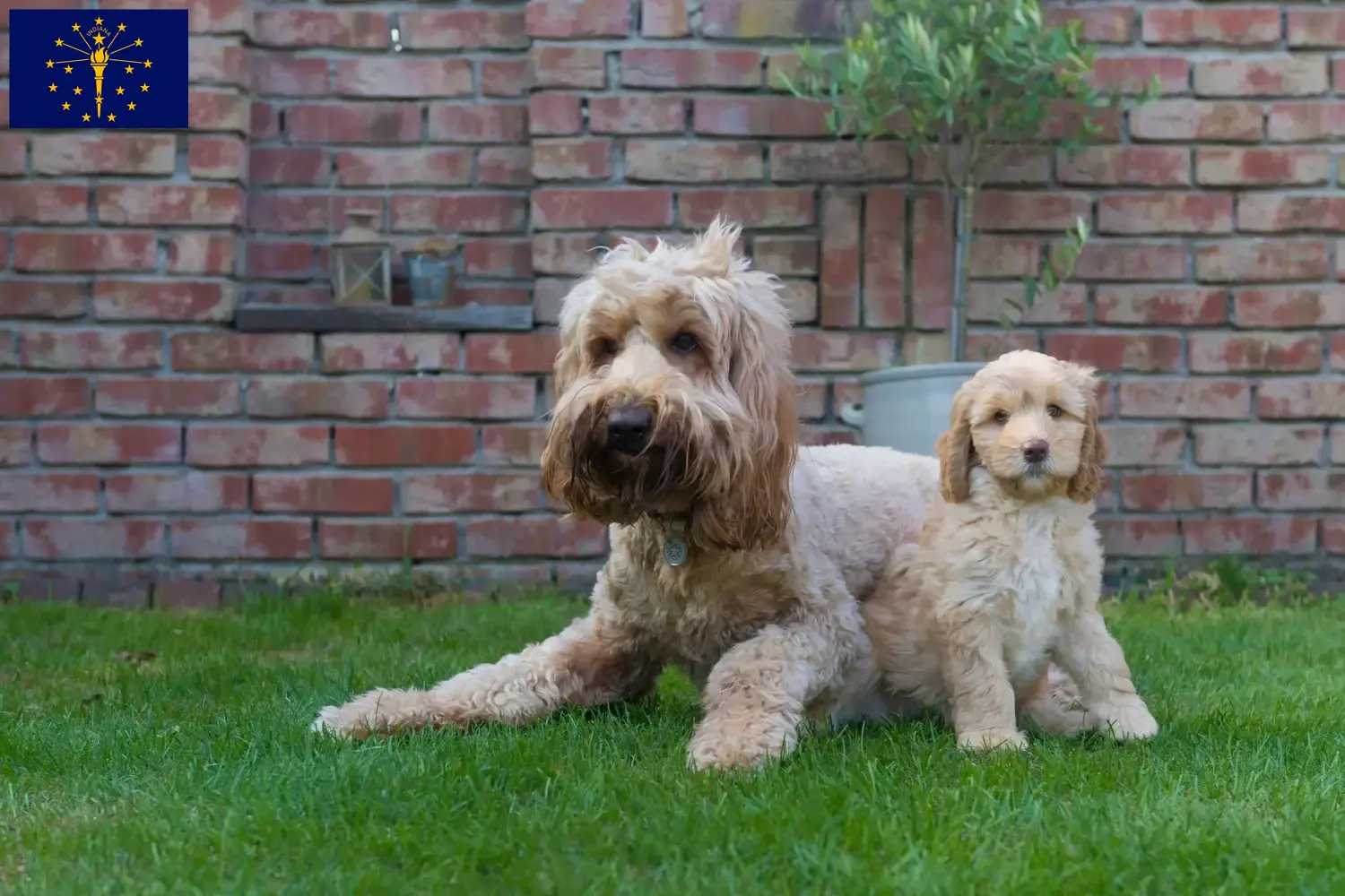 Australian Cobberdog puppies and breeders Indiana Find Australian Cobberdogs breeders in Indiana.