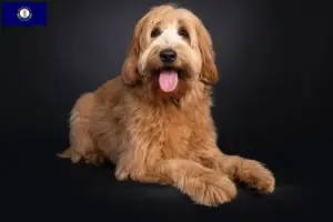 Read more about the article Australian Cobberdog breeders and puppies in Kentucky