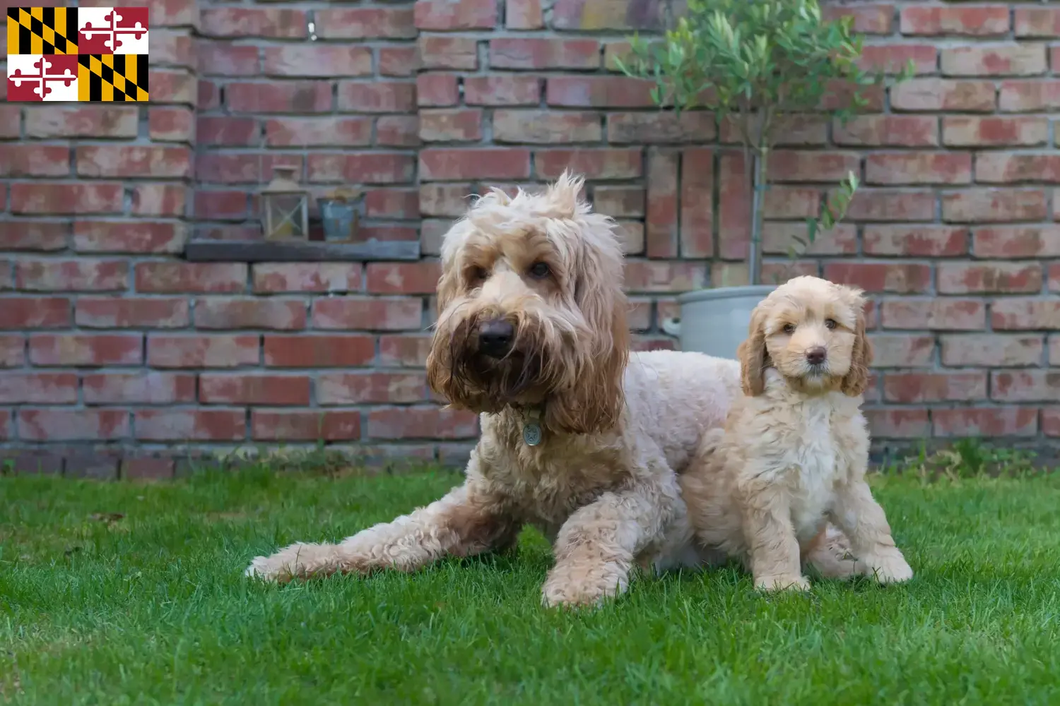 Australian Cobberdog puppies and breeders Maryland Find Australian Cobberdogs breeders in Maryland.