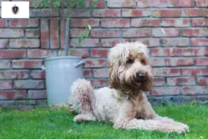 Read more about the article Australian Cobberdog breeders and puppies in Massachusetts