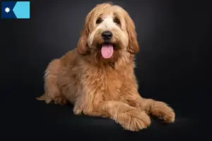 Read more about the article Australian Cobberdog breeders and puppies in Minnesota