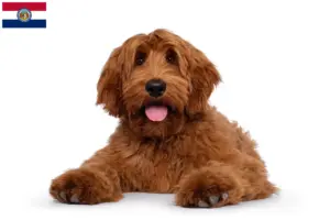 Read more about the article Australian Cobberdog breeders and puppies in Missouri