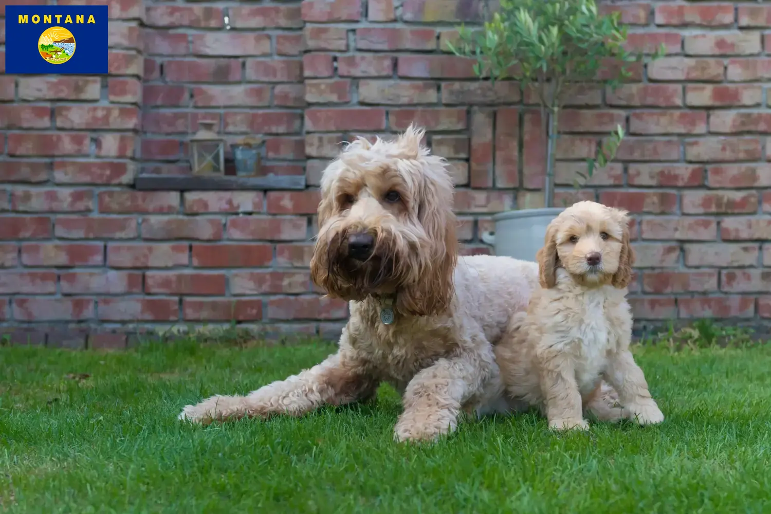 Australian Cobberdog puppies and breeder Montana Find Australian Cobberdogs breeders in Montana.