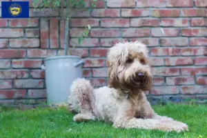 Read more about the article Australian Cobberdog breeders and puppies in Nebraska