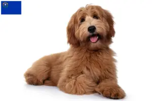 Read more about the article Australian Cobberdog breeders and puppies in Nevada