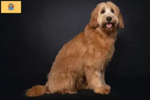 Read more about the article Australian Cobberdog breeders and puppies in New Jersey