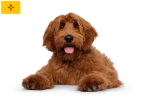 Read more about the article Australian Cobberdog breeders and puppies in New Mexico