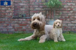 Read more about the article Australian Cobberdog breeders and puppies in New York