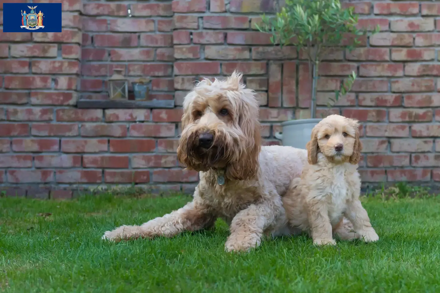 Australian Cobberdog puppies and breeders New York Find Australian Cobberdogs breeders in New York here.