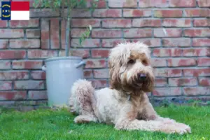 Read more about the article Australian Cobberdog breeders and puppies in North Carolina