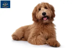 Read more about the article Australian Cobberdog breeders and puppies in North Dakota
