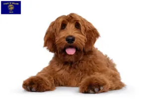 Read more about the article Australian Cobberdog breeders and puppies in Oregon