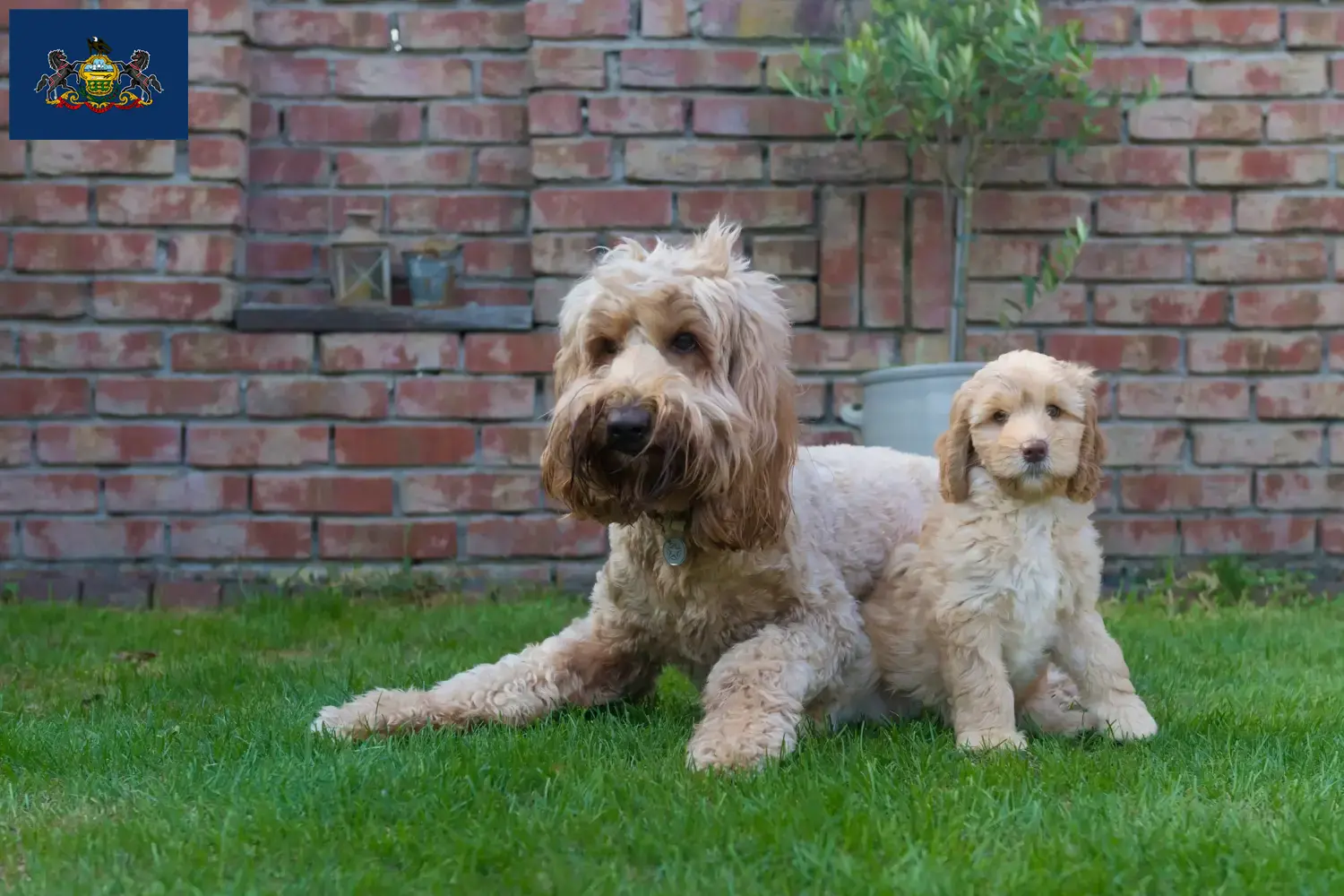 Australian Cobberdog puppies and breeders Pennsylvania Find Australian Cobberdogs breeders in Pennsylvania.