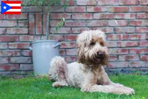 Read more about the article Australian Cobberdog breeders and puppies in Puerto Rico
