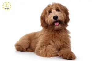 Read more about the article Australian Cobberdog breeders and puppies in Rhode Island