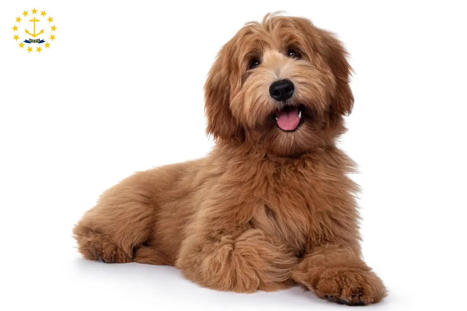 Australian Cobberdog puppies and breeders Rhode Island Find Australian Cobberdogs breeders in Rhode Island.