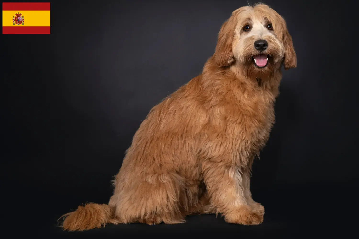 Australian Cobberdog puppies and breeders Spain Find Australian Cobberdogs breeders in Spain here.