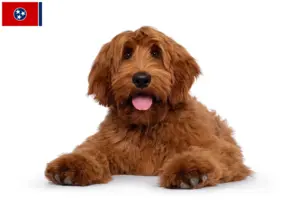 Read more about the article Australian Cobberdog breeders and puppies in Tennessee