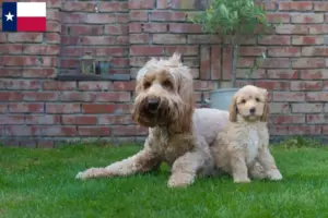 Read more about the article Australian Cobberdog breeders and puppies in Texas