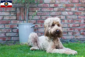 Read more about the article Australian Cobberdog breeders and puppies in Utah