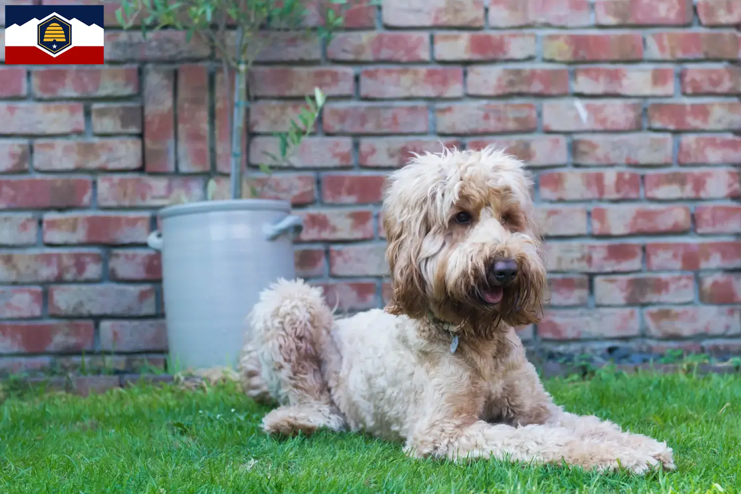 Australian Cobberdog puppies and breeders Utah Find Australian Cobberdogs breeders in Utah.