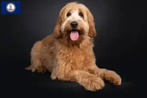 Read more about the article Australian Cobberdog breeders and puppies in Virginia