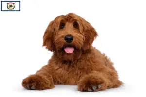 Read more about the article Australian Cobberdog breeders and puppies in West Virginia