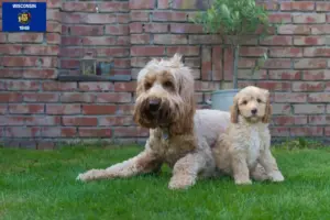 Read more about the article Australian Cobberdog breeders and puppies in Wisconsin