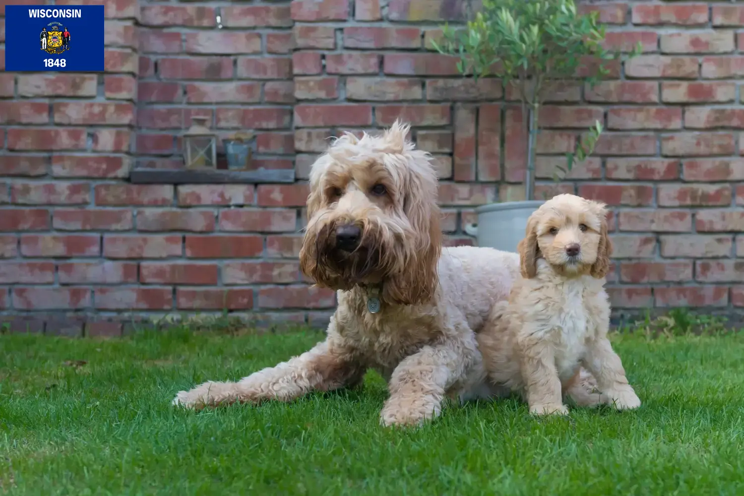 Australian Cobberdog puppies and breeders Wisconsin Find Australian Cobberdogs breeders in Wisconsin.