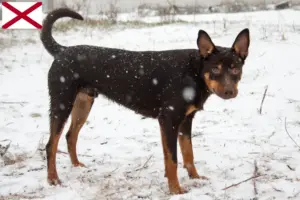 Read more about the article Australian Kelpie breeders and puppies in Alabama