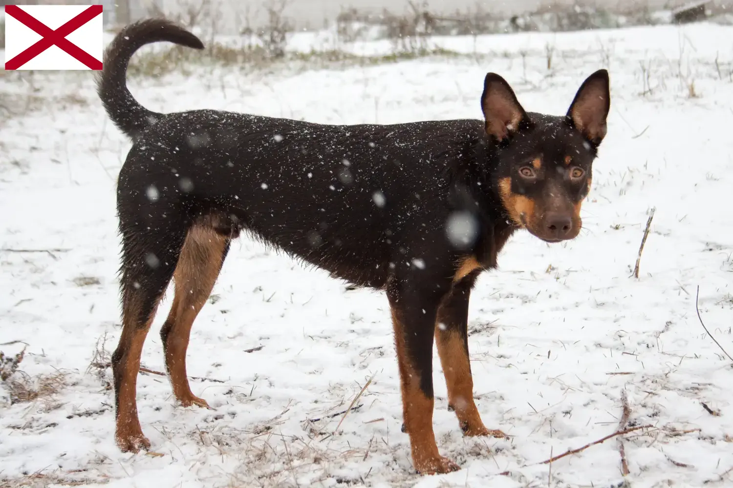 Read more about the article Australian Kelpie breeders and puppies in Alabama