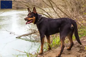 Read more about the article Australian Kelpie breeders and puppies in Alaska
