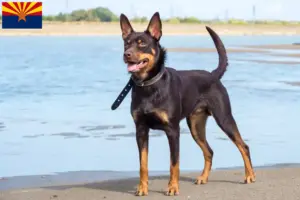 Read more about the article Australian Kelpie breeders and puppies in Arizona