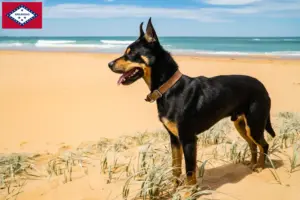 Read more about the article Australian Kelpie breeders and puppies in Arkansas