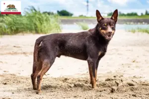 Read more about the article Australian Kelpie breeders and puppies in California