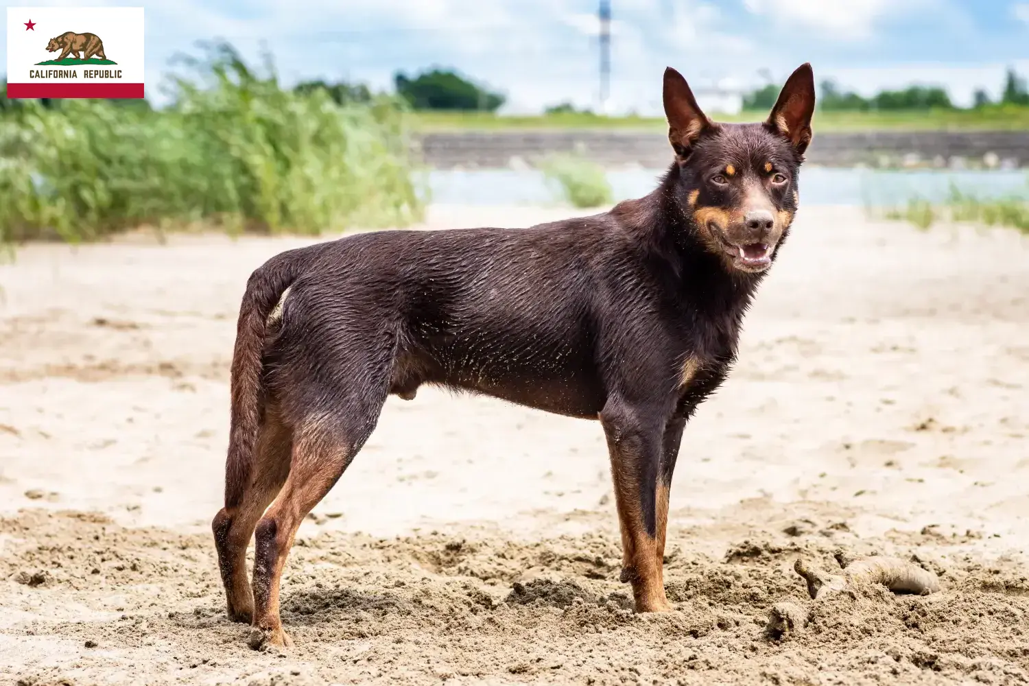 Australian Kelpie puppies and breeder California Find Australian Kelpies breeders in California here.