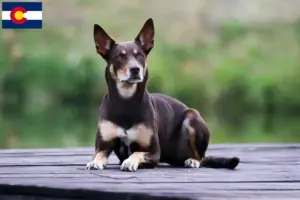 Read more about the article Australian Kelpie breeders and puppies in Colorado