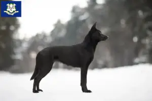 Read more about the article Australian Kelpie breeders and puppies in Connecticut